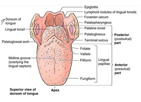 ridge of tissue under tongue codycross|Ridge of tissue e.g. fold of skin beneath tongue Answers.